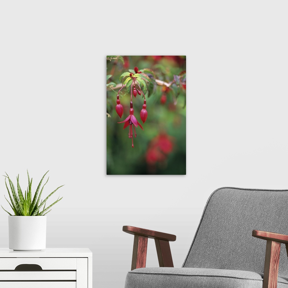 A modern room featuring Fuchsia flowers (Fuchsia sp.).