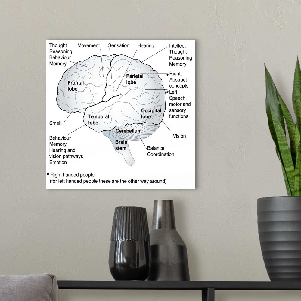 A modern room featuring Artwork showing the functional areas of the brain, including the cerebral regions involved in tho...