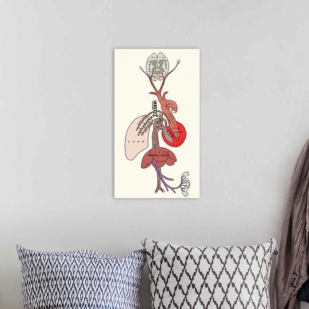 A bohemian room featuring Galen's spirit system. Historical artwork of the internal organs depicting Galen's concepts of an...