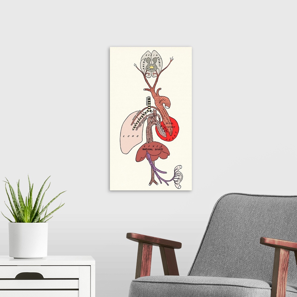 A modern room featuring Galen's spirit system. Historical artwork of the internal organs depicting Galen's concepts of an...