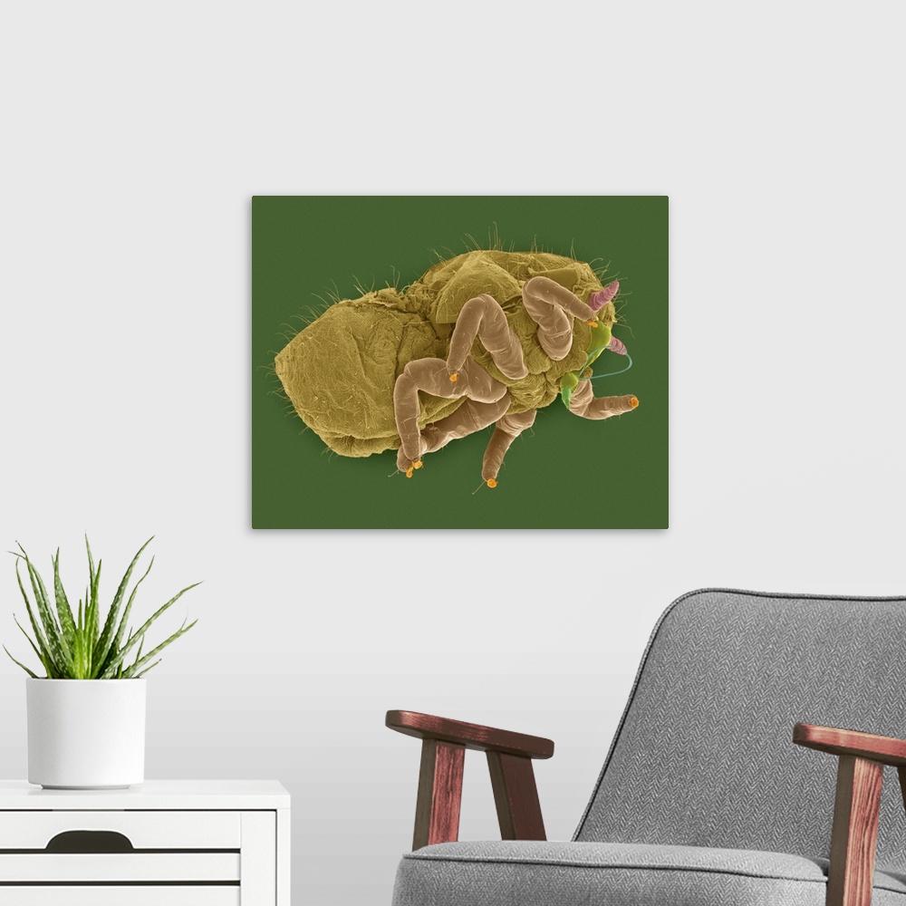 A modern room featuring Coloured scanning electron micrograph (SEM) of Psyllid nymph (.) in a leaf gall from the Hawaiian...