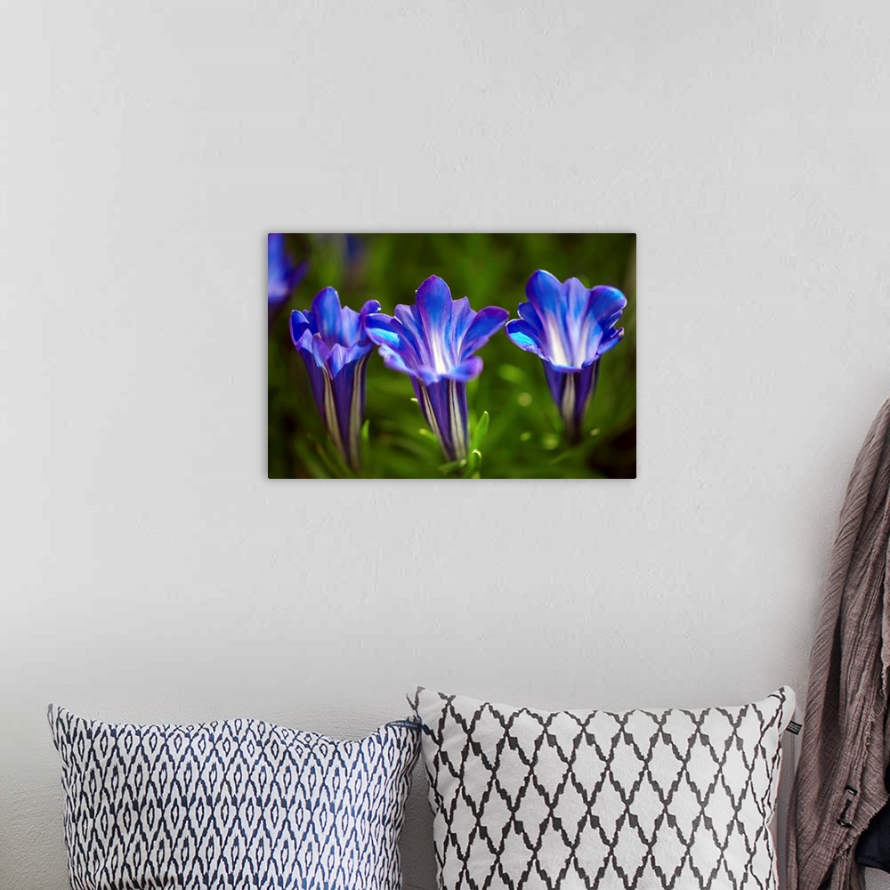 A bohemian room featuring Chinese gentian flowers (Gentiana sino-ornata 'Blue Sky'). This plant is native to China and Tibe...