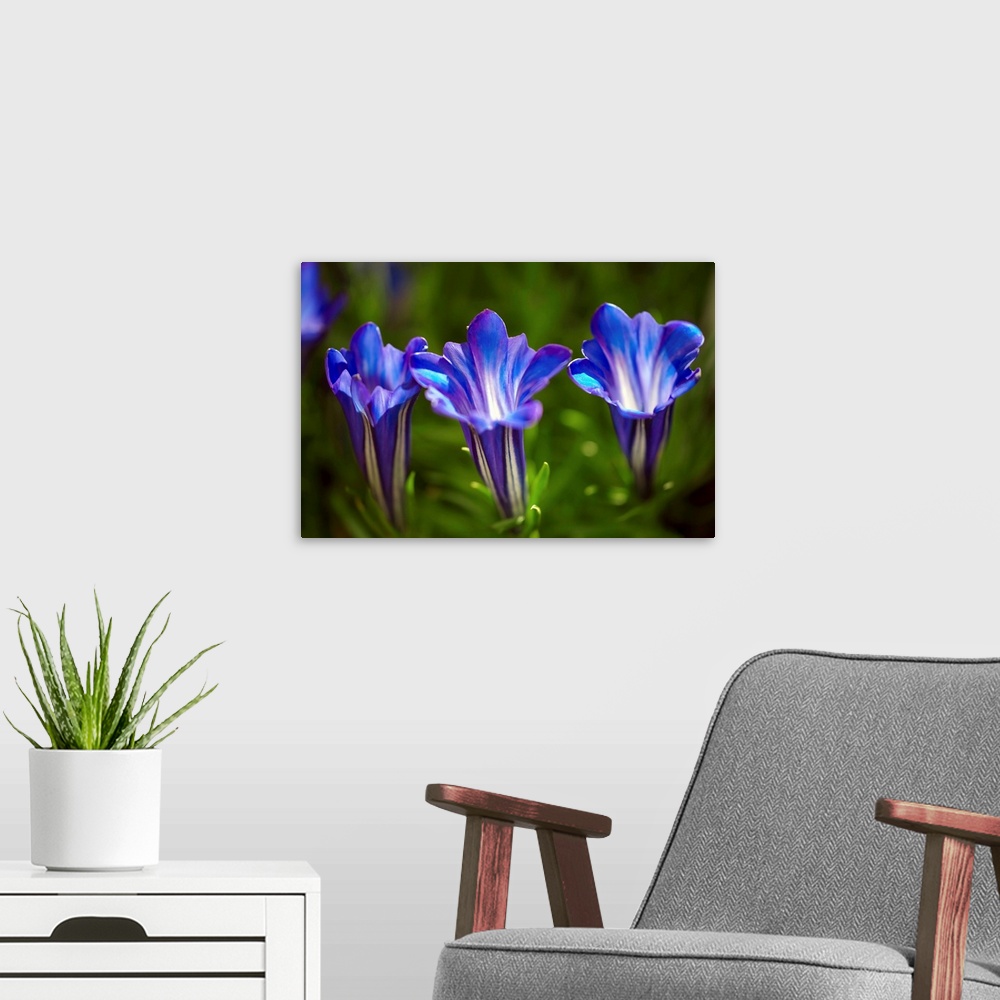 A modern room featuring Chinese gentian flowers (Gentiana sino-ornata 'Blue Sky'). This plant is native to China and Tibe...