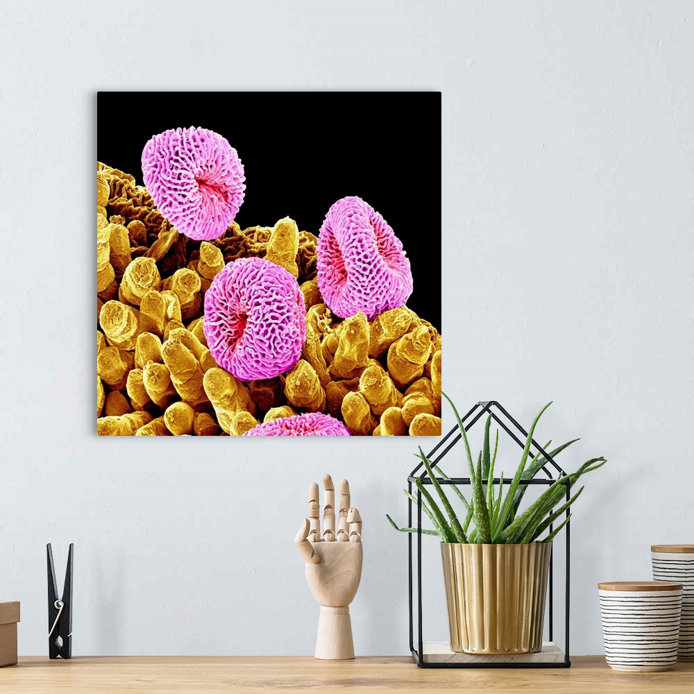 A bohemian room featuring Geranium pollen. Coloured scanning electron micrograph (SEM) of pollen (pink) on the stamen of a ...