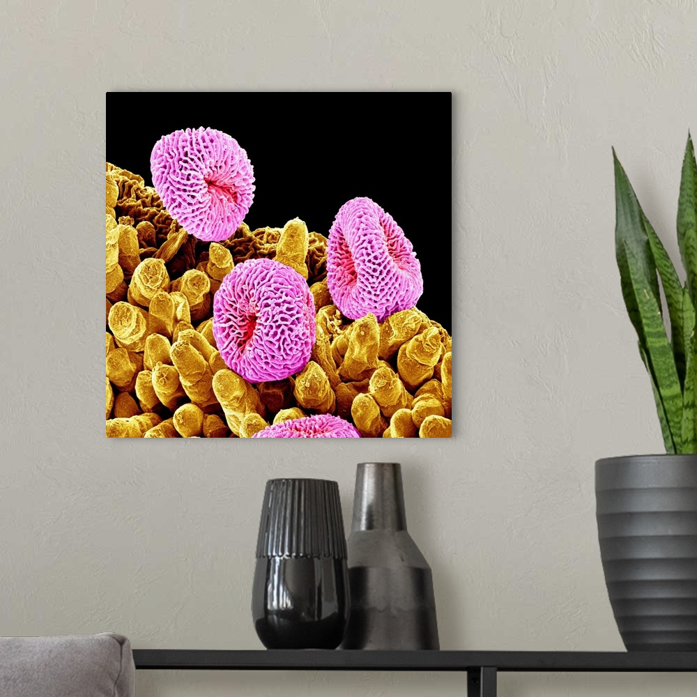 A modern room featuring Geranium pollen. Coloured scanning electron micrograph (SEM) of pollen (pink) on the stamen of a ...