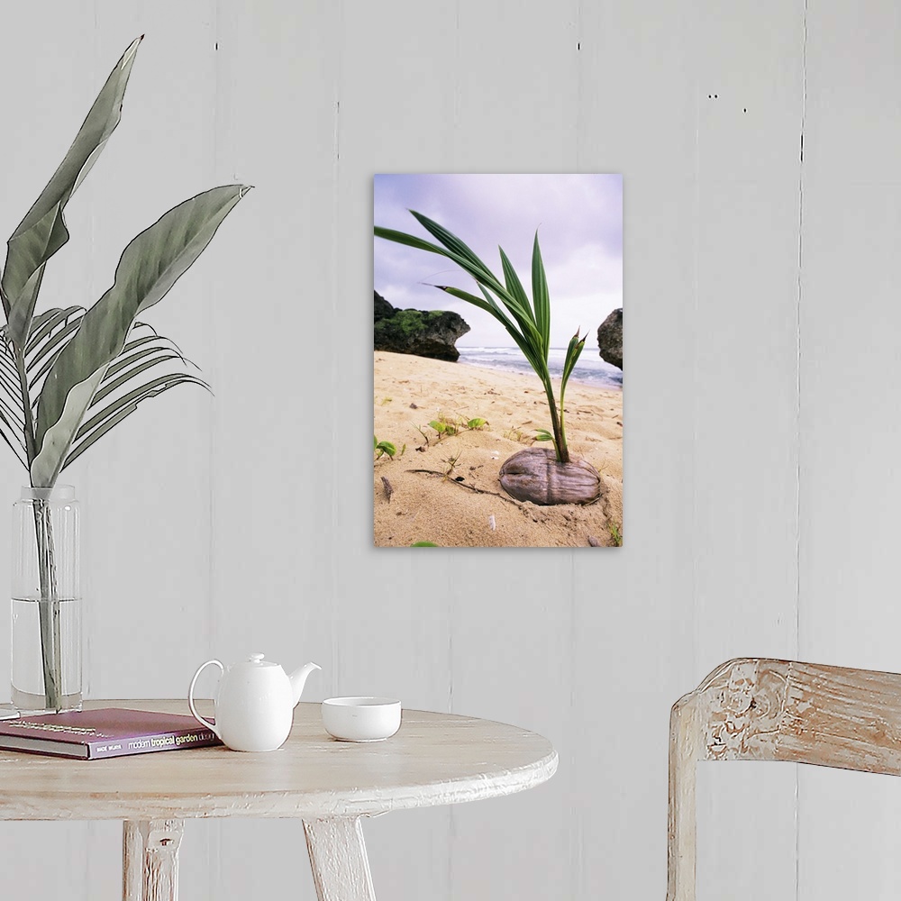 A farmhouse room featuring Germinating coconut palm (Cocos nucifera) on a beach in Barbados. A coconut palm can grow up to 3...