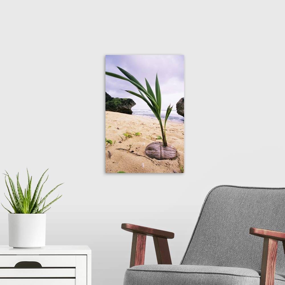 A modern room featuring Germinating coconut palm (Cocos nucifera) on a beach in Barbados. A coconut palm can grow up to 3...