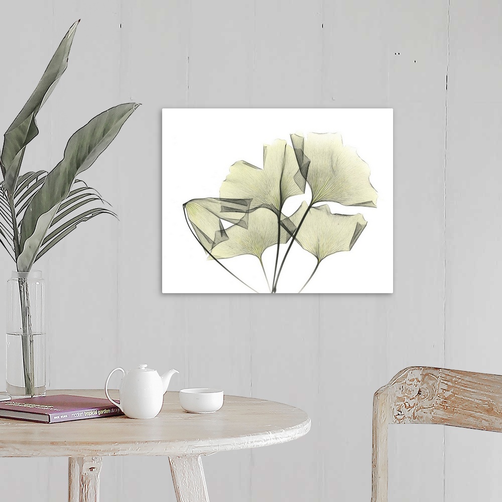 A farmhouse room featuring Ginkgo plant leaves, coloured X-ray.