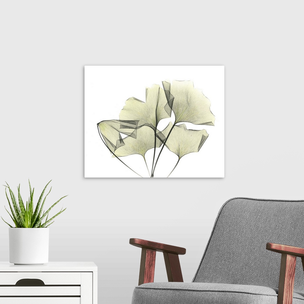 A modern room featuring Ginkgo plant leaves, coloured X-ray.