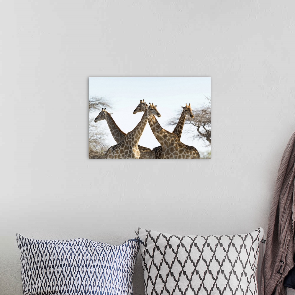 A bohemian room featuring Giraffes (Giraffa camelopardalis). The giraffe is the tallest living land animal. It can grow to ...