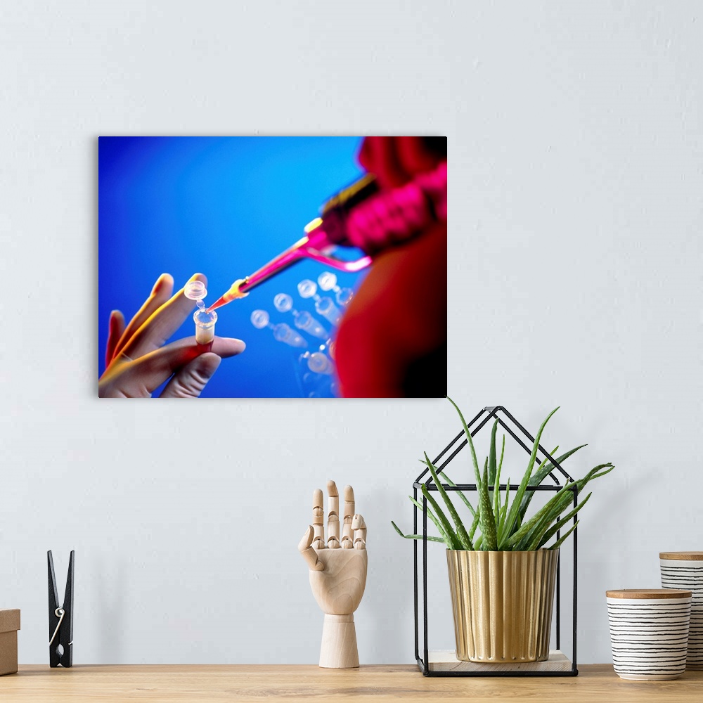 A bohemian room featuring MODEL RELEASED. Pipetting solution. Gloved hands pipetting a liquid into a vial using a pipettor,...