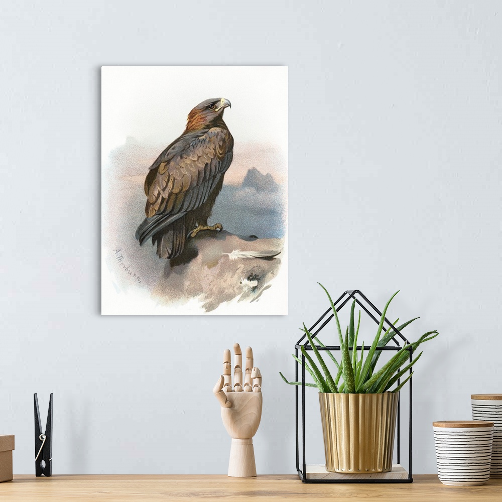 A bohemian room featuring Golden eagle. Historical artwork of a golden eagle (Aquila chrysaetos). This large bird of prey i...