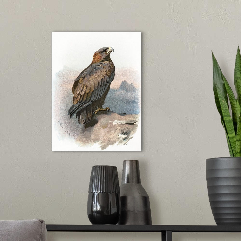 A modern room featuring Golden eagle. Historical artwork of a golden eagle (Aquila chrysaetos). This large bird of prey i...