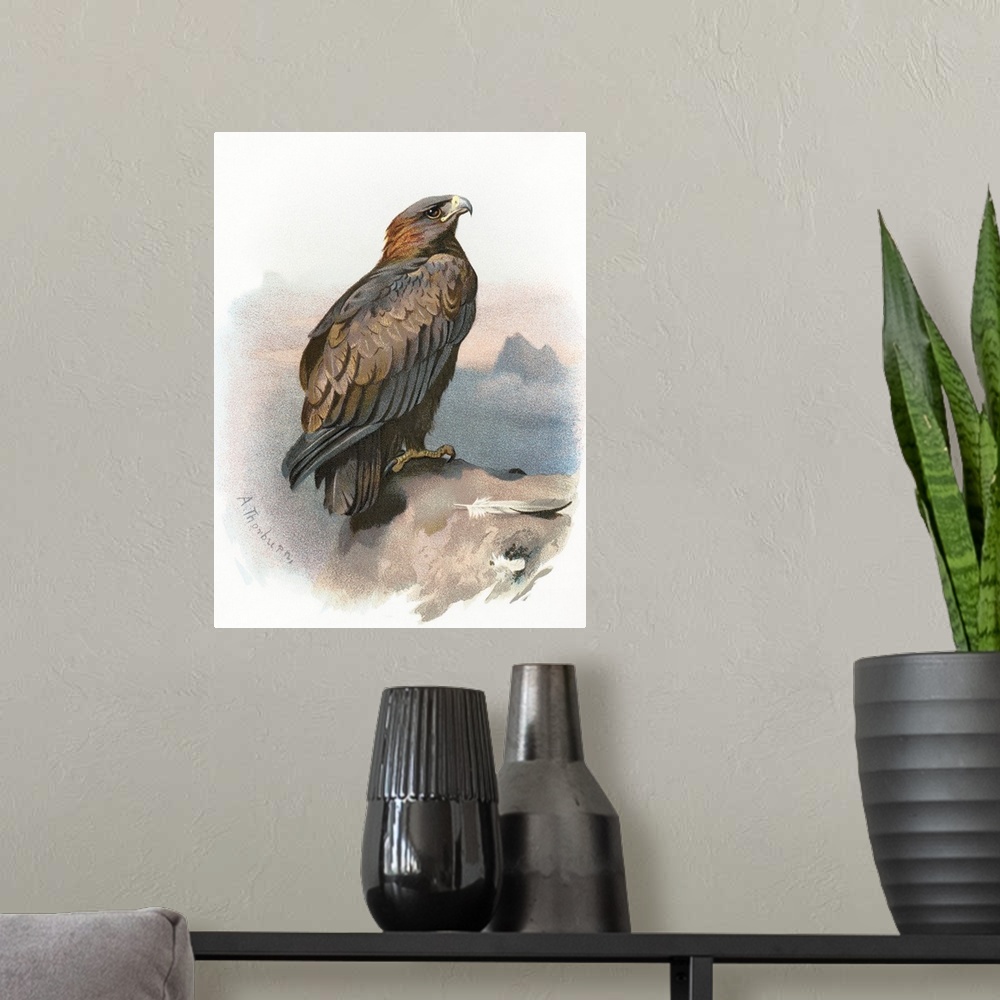 A modern room featuring Golden eagle. Historical artwork of a golden eagle (Aquila chrysaetos). This large bird of prey i...