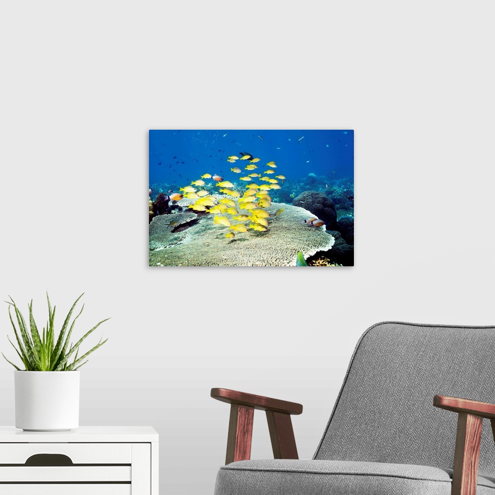 A modern room featuring Golden lined snappers (Lutjanus rufolineatus) swimming over table coral. Photographed off Bali, I...
