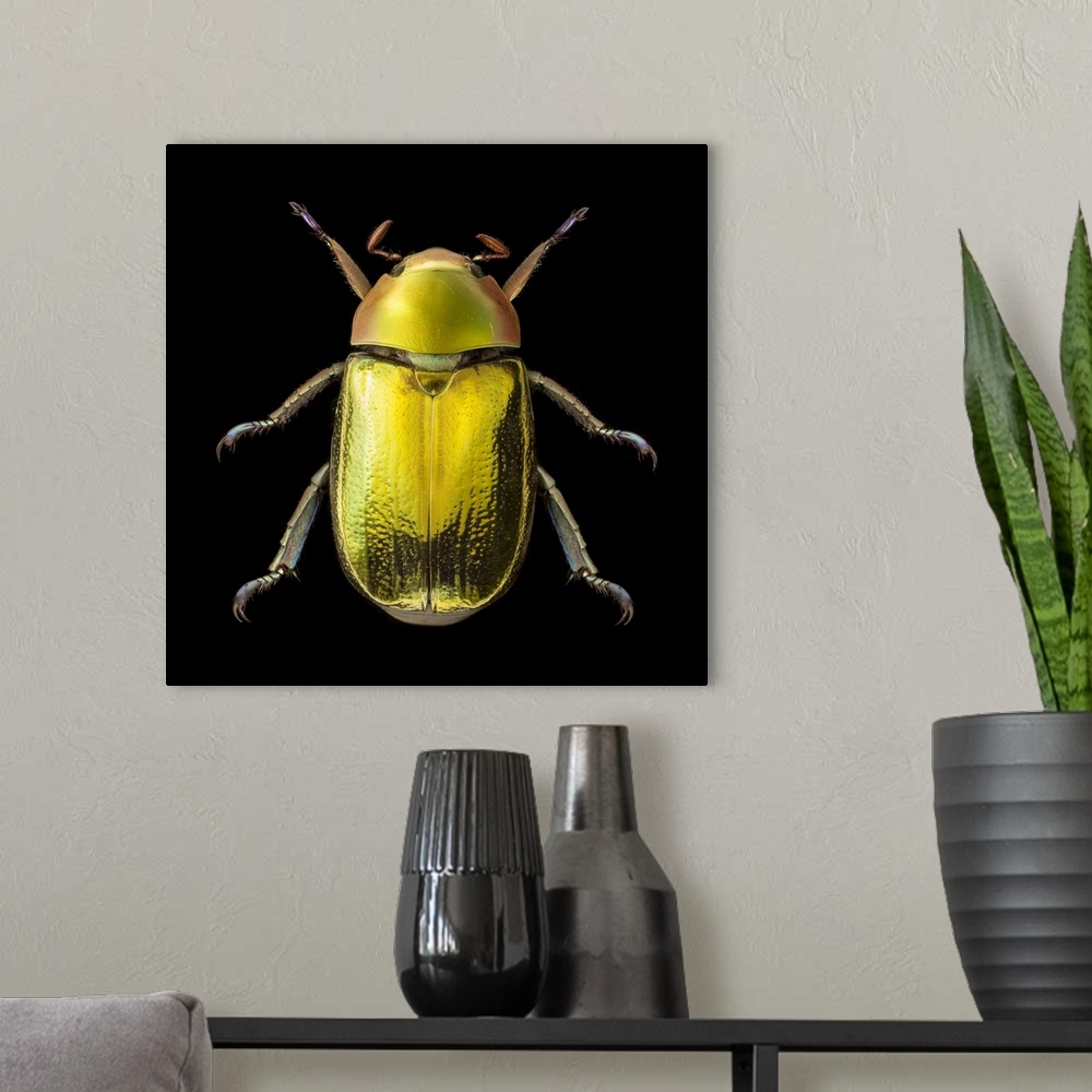 A modern room featuring Golden scarab beetle (Chrysina aurigans). A brightly coloured, metallic, iridescent species of sc...