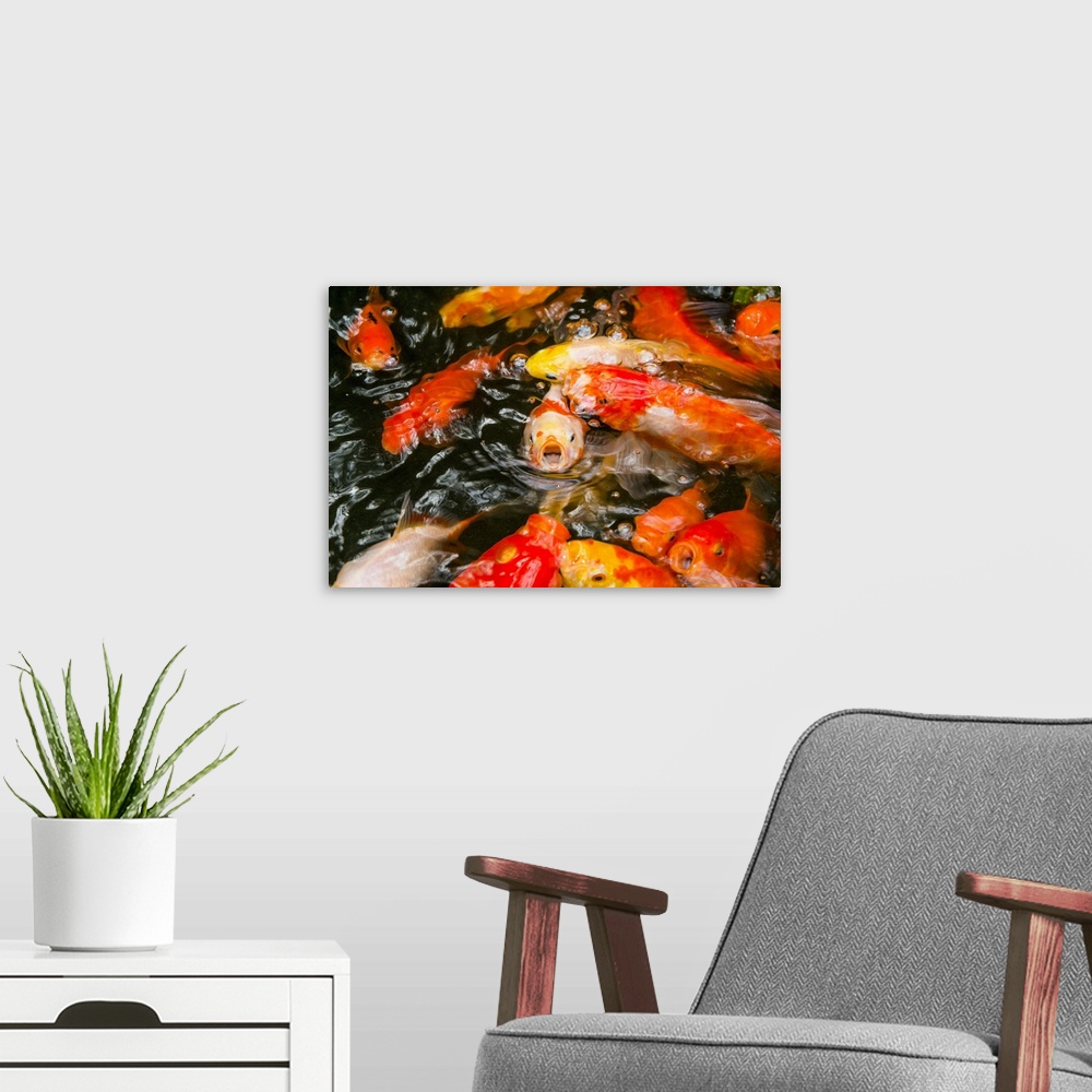 A modern room featuring Goldfish (Carassius auratus) in pond. Shoal of large goldfish begging for food in a garden pond. ...