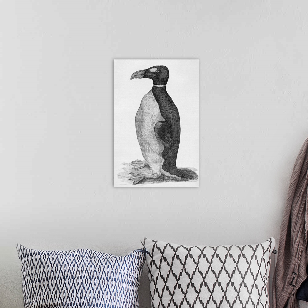 A bohemian room featuring Great Auk. Engraved plate of a Great Auk (Pinguinus impennis), a bird that became extinct in the ...