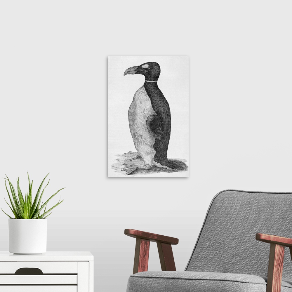 A modern room featuring Great Auk. Engraved plate of a Great Auk (Pinguinus impennis), a bird that became extinct in the ...