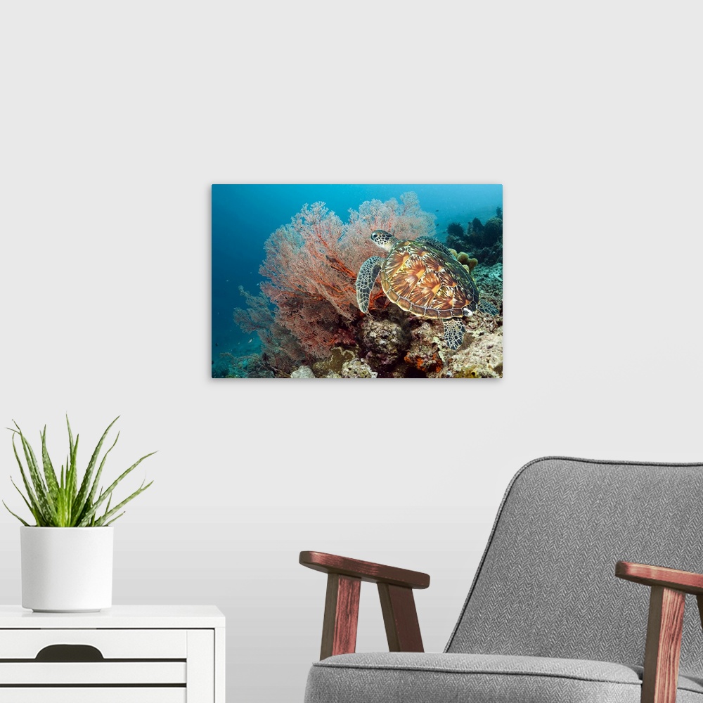A modern room featuring Green turtle (Chelonia mydas) swimming by a gorgonian  (left) on a coral reef. Green sea turtles ...