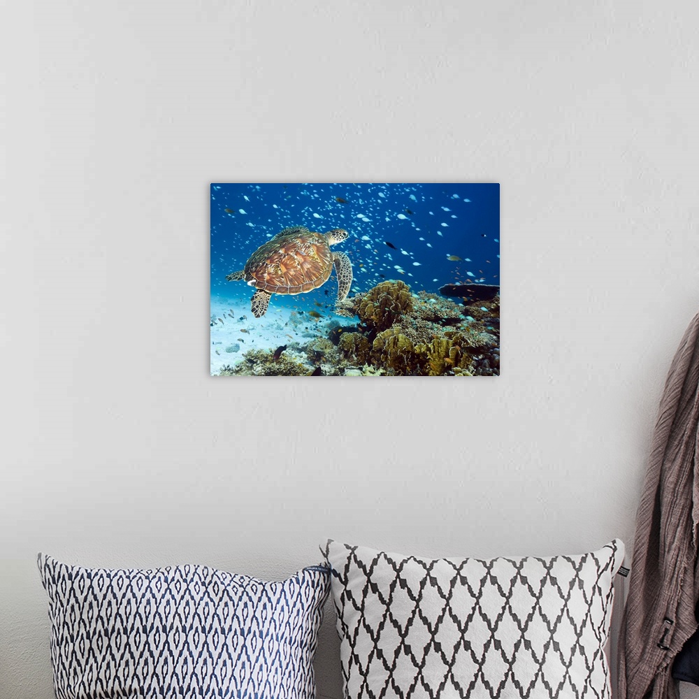 A bohemian room featuring Green turtle (Chelonia mydas) swimming with reef fish over a coral reef. Green sea turtles are fo...