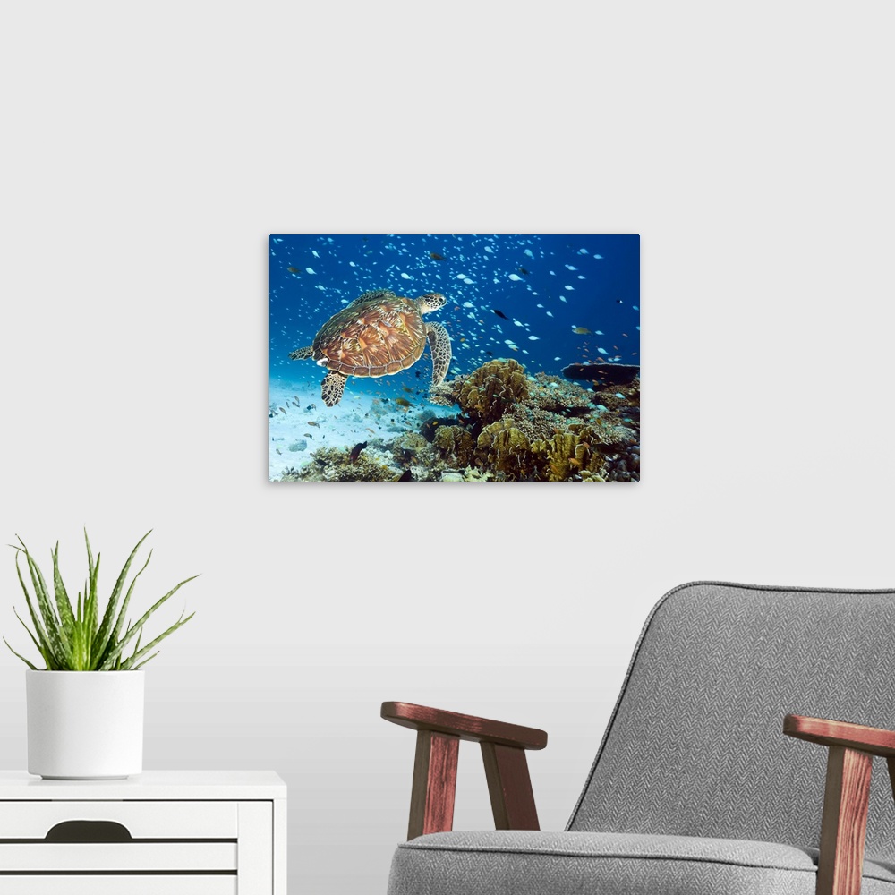 A modern room featuring Green turtle (Chelonia mydas) swimming with reef fish over a coral reef. Green sea turtles are fo...