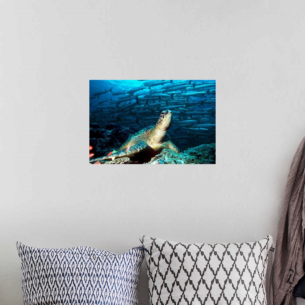 A bohemian room featuring Green turtle (Chelonia mydas) resting on rocks. In the background is a large school of barracuda ...