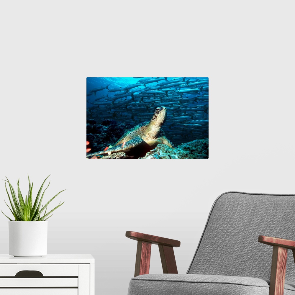 A modern room featuring Green turtle (Chelonia mydas) resting on rocks. In the background is a large school of barracuda ...