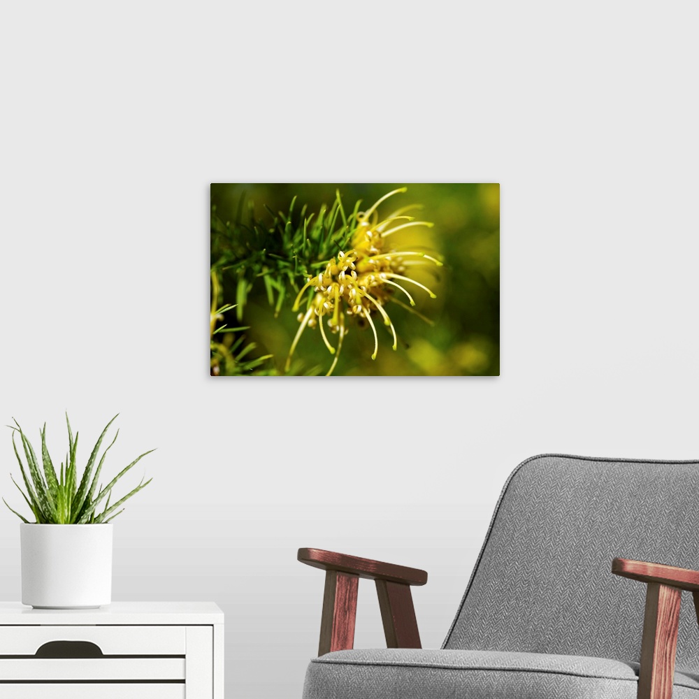 A modern room featuring Juniper grevillea flower (Grevillea juniperina sulphurea).