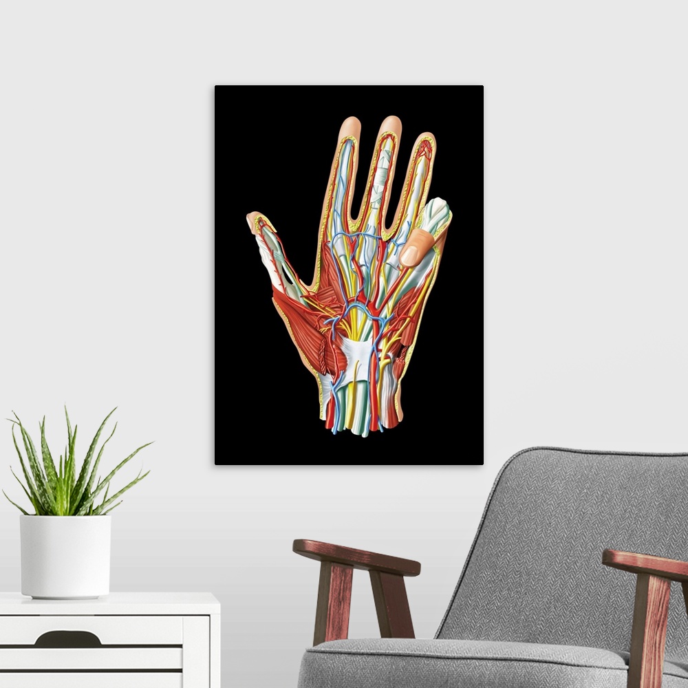 A modern room featuring Hand anatomy, computer artwork. This is a view of the palm of the hand. Nerves are yellow, veins ...
