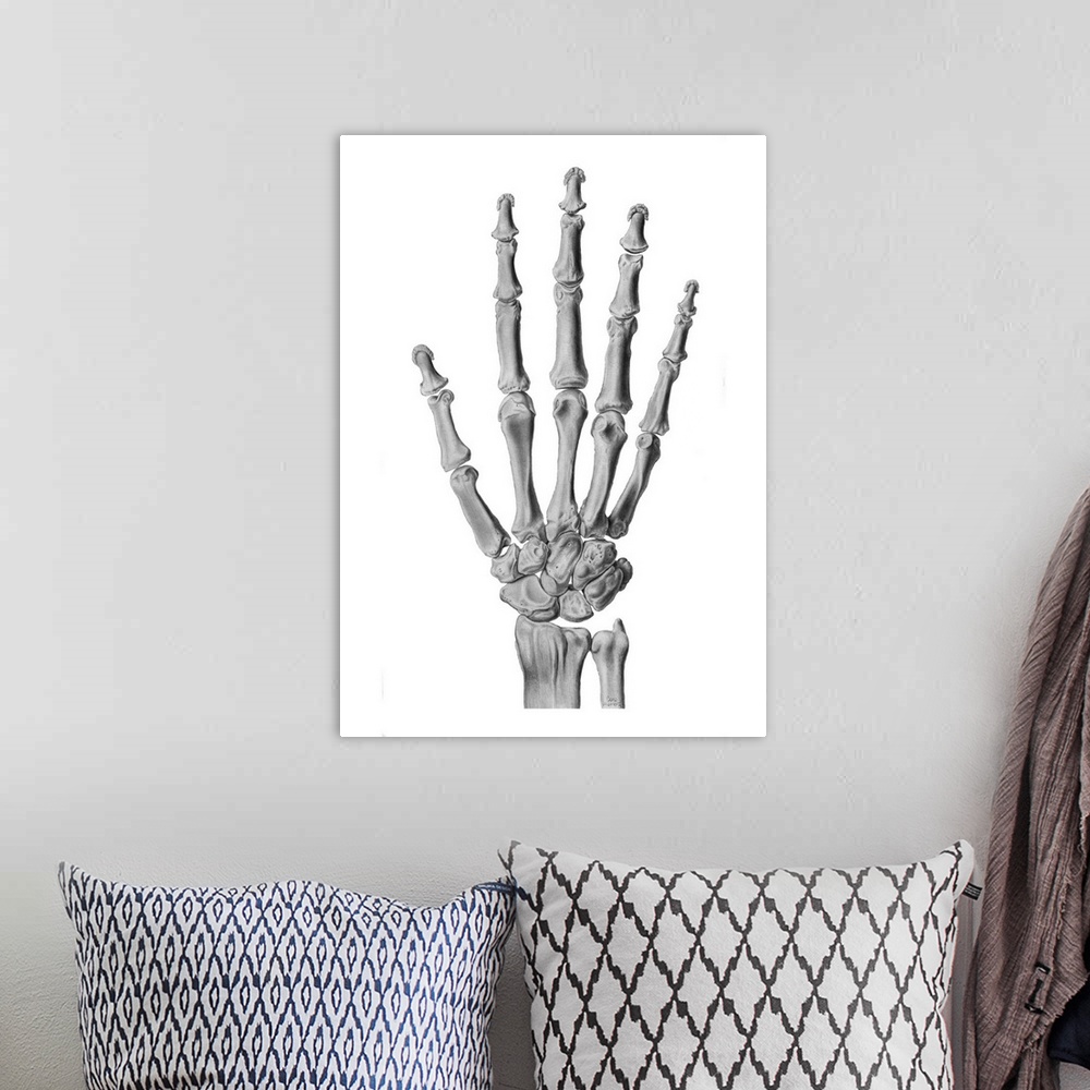 A bohemian room featuring Hand anatomy. Artwork of a healthy hand and wrist joint. There are eight wrist (carpal) bones. Th...