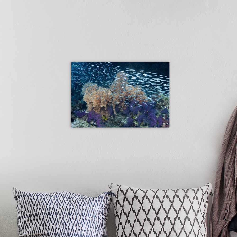 A bohemian room featuring Hardyhead silverside (Atherinomorus lacunosus) fish shoal over gorgonian sea fans (beige) and sof...