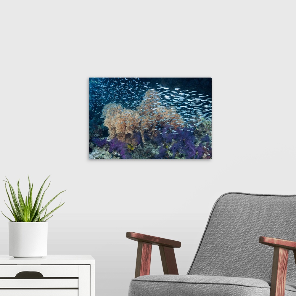 A modern room featuring Hardyhead silverside (Atherinomorus lacunosus) fish shoal over gorgonian sea fans (beige) and sof...