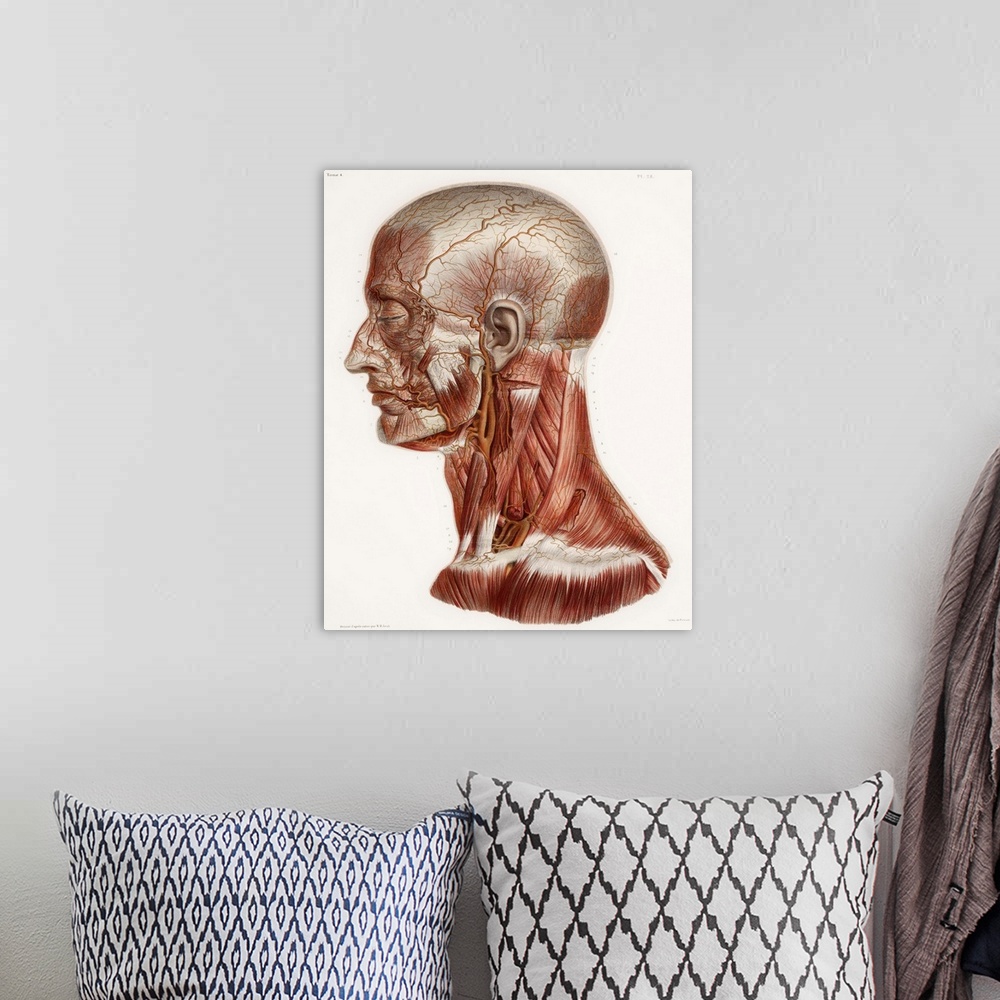 A bohemian room featuring Head and neck anatomy, historical artwork. 19th Century hand coloured lithographic print showing ...