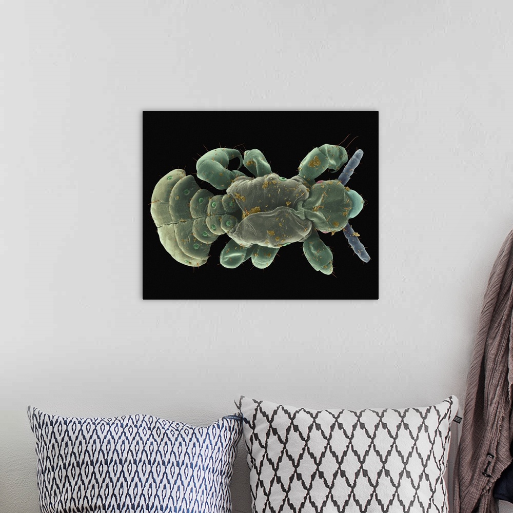 A bohemian room featuring Coloured scanning electron micrograph (SEM) of Human head louse (Pediculus humanus capitis). The ...