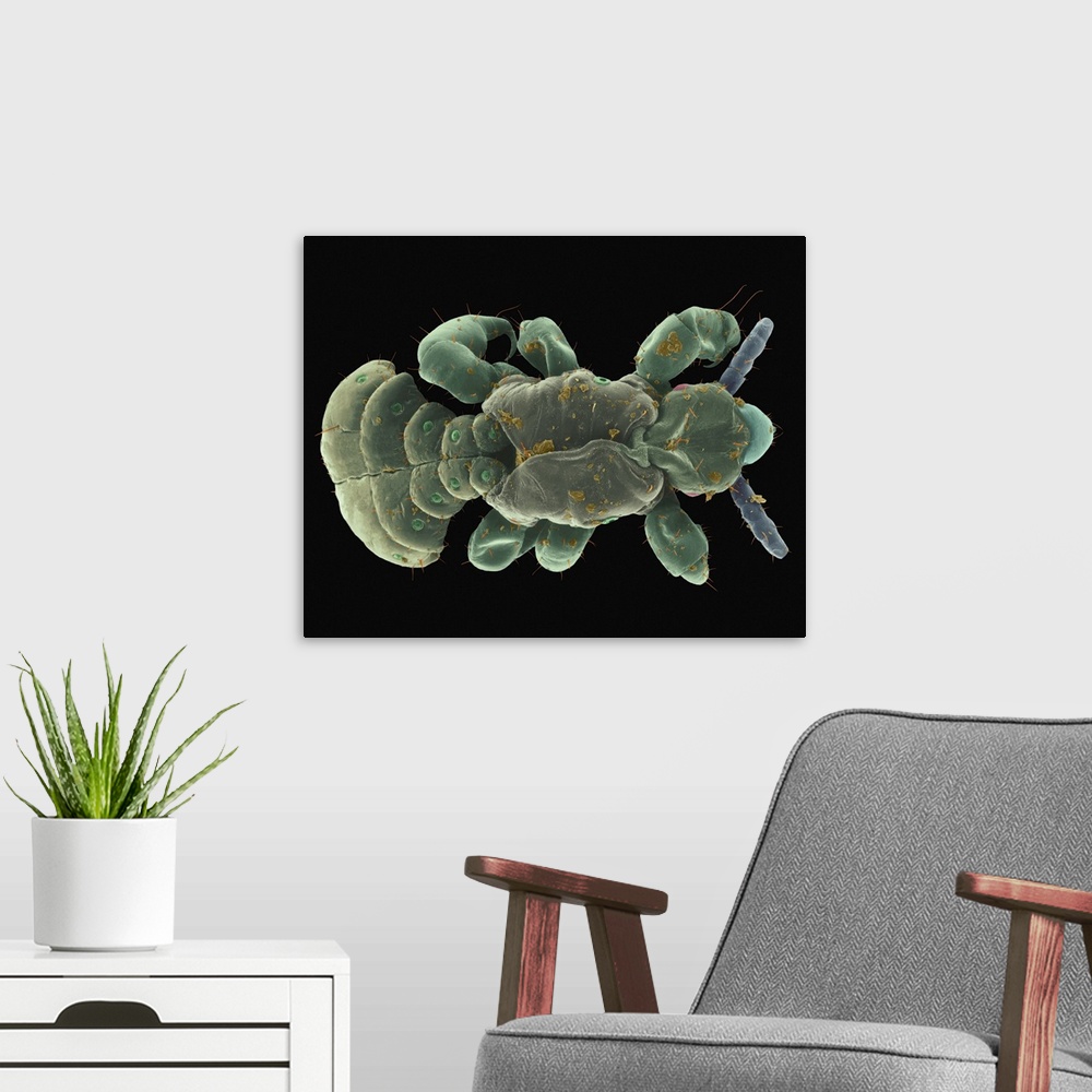 A modern room featuring Coloured scanning electron micrograph (SEM) of Human head louse (Pediculus humanus capitis). The ...
