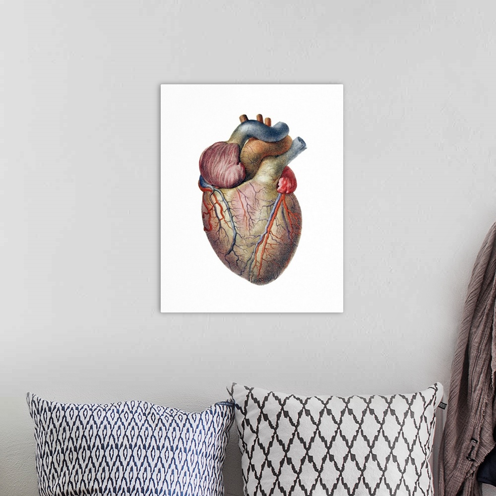 A bohemian room featuring Heart. Historical anatomical artwork of the human heart, seen from the front. Coronary blood vess...