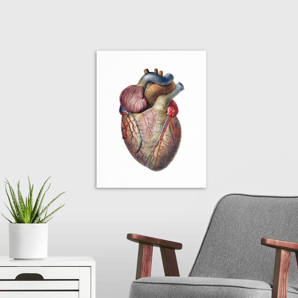 A modern room featuring Heart. Historical anatomical artwork of the human heart, seen from the front. Coronary blood vess...