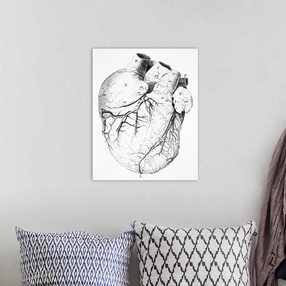 A bohemian room featuring Heart anatomy. 18th-century artwork showing the anatomy of the heart, including its coronary arte...