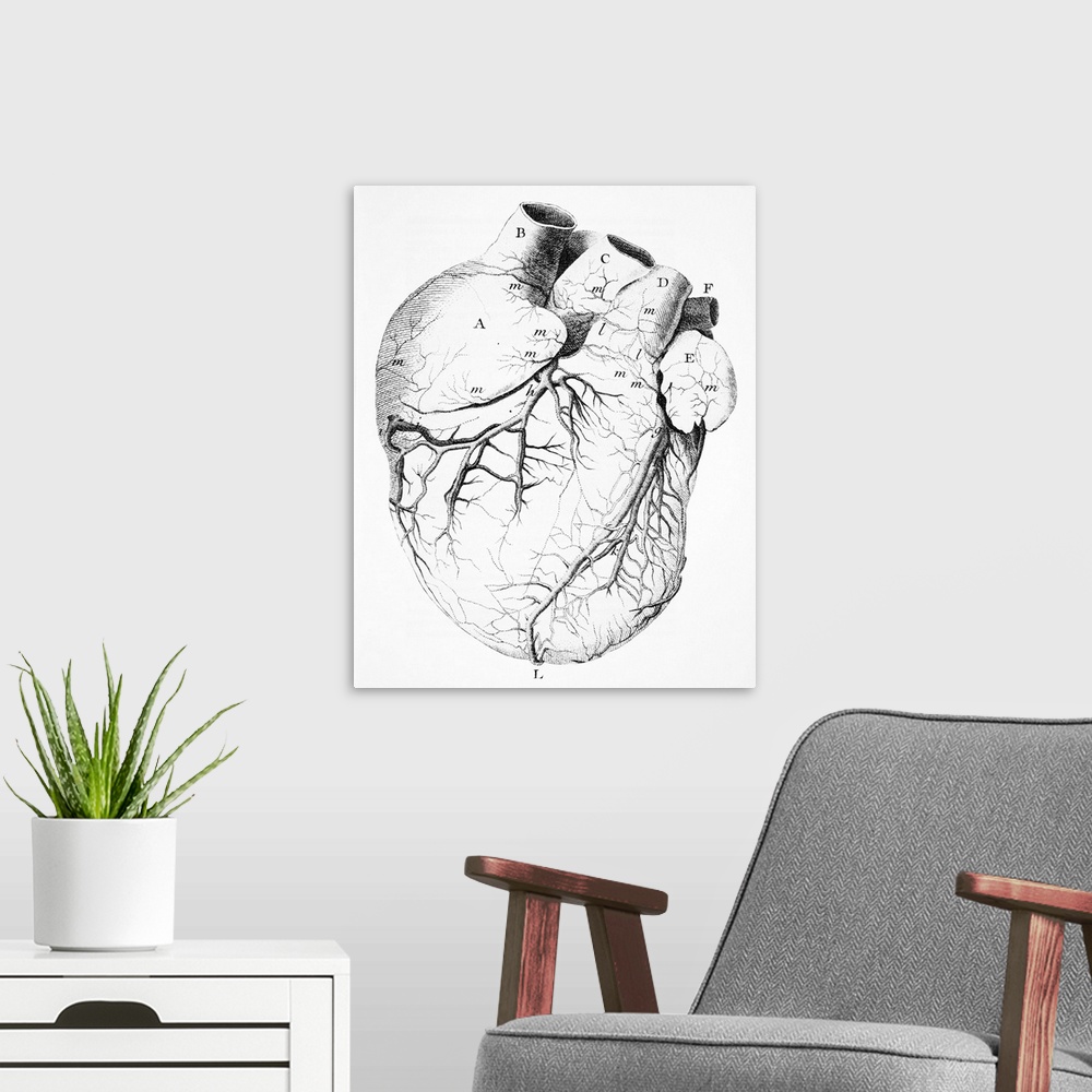 A modern room featuring Heart anatomy. 18th-century artwork showing the anatomy of the heart, including its coronary arte...