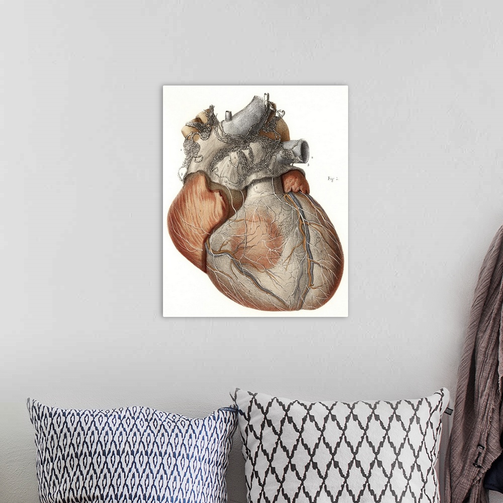 A bohemian room featuring Heart anatomy, 19th Century illustration. Historical hand coloured lithographic print showing the...