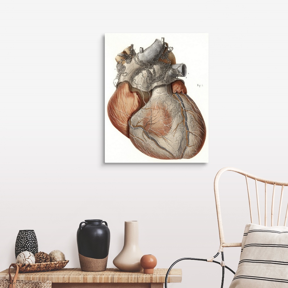 A farmhouse room featuring Heart anatomy, 19th Century illustration. Historical hand coloured lithographic print showing the...