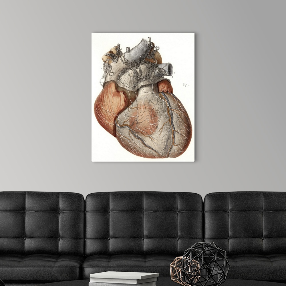 A modern room featuring Heart anatomy, 19th Century illustration. Historical hand coloured lithographic print showing the...