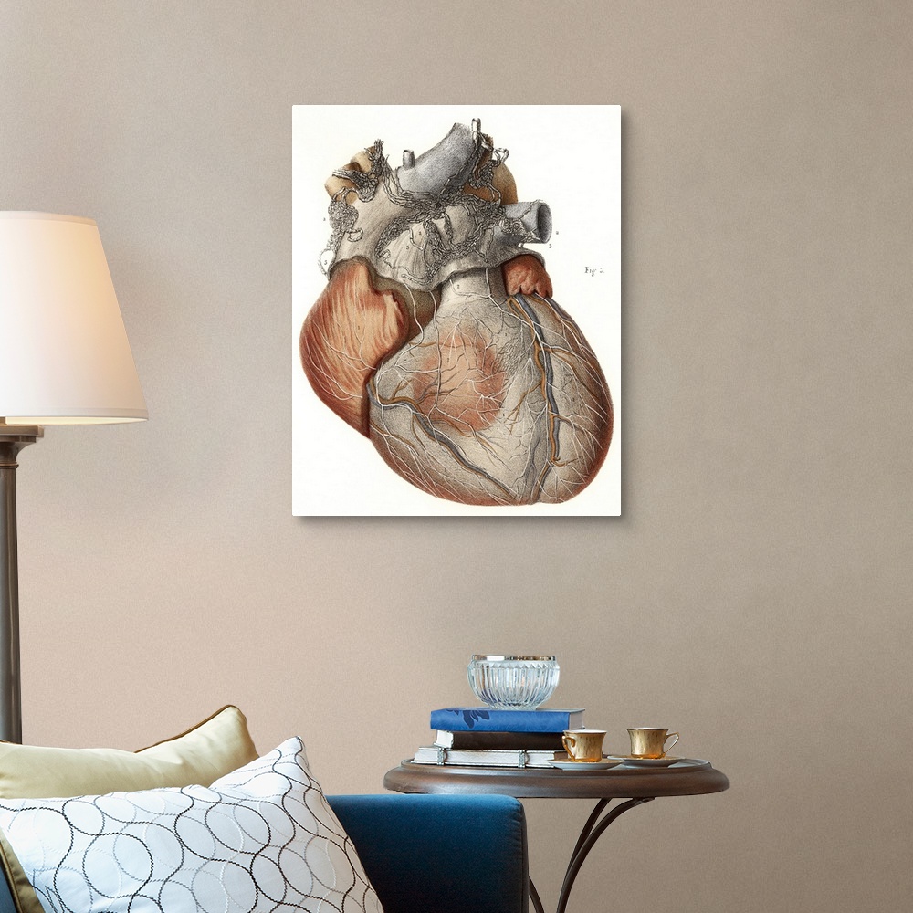 A traditional room featuring Heart anatomy, 19th Century illustration. Historical hand coloured lithographic print showing the...