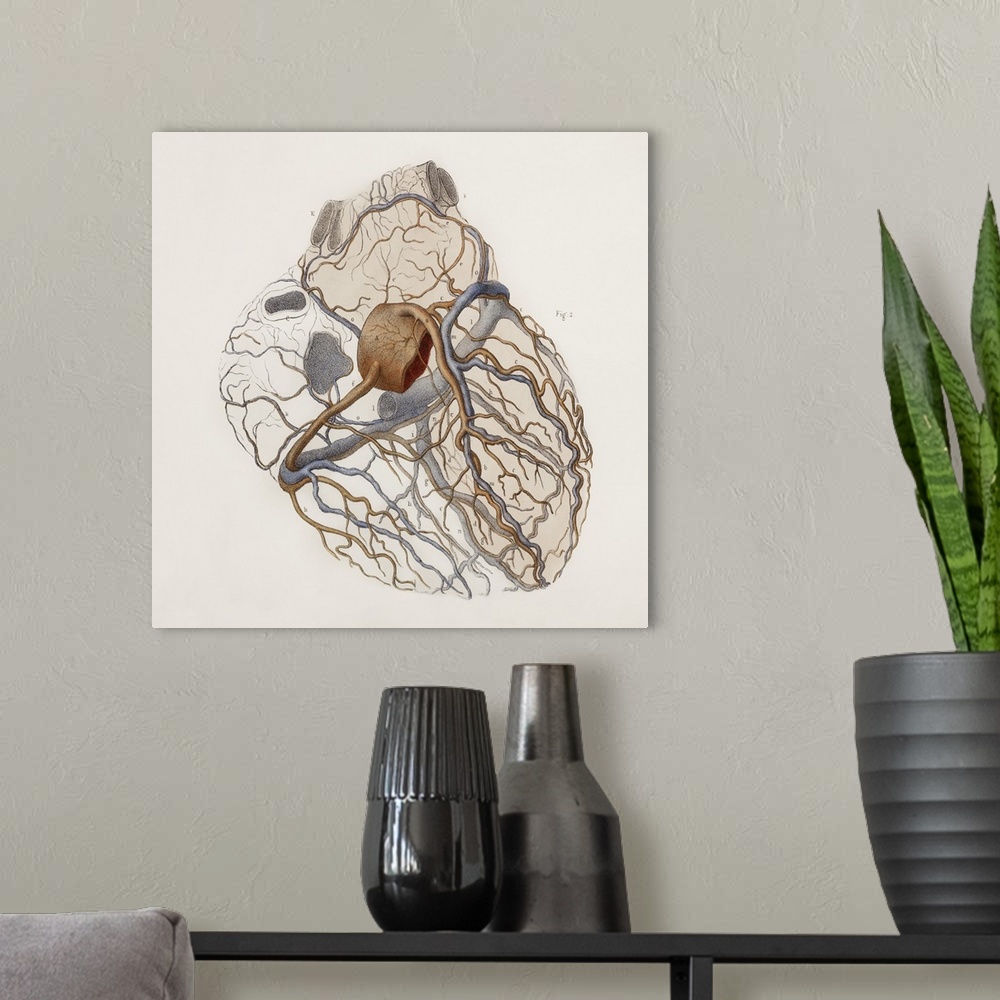 A modern room featuring Heart anatomy, 19th Century illustration. Historical hand coloured lithographic print showing the...