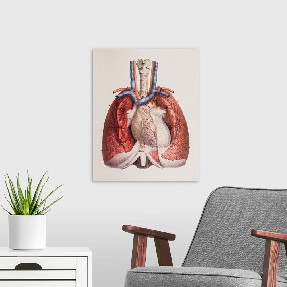A modern room featuring Heart and lungs. Historical anatomical artwork of the human heart and lungs, seen from the front....