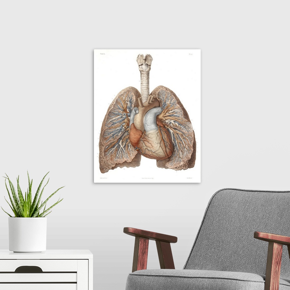 A modern room featuring Heart and lungs, historical illustration. 19th Century hand coloured lithographic print showing t...