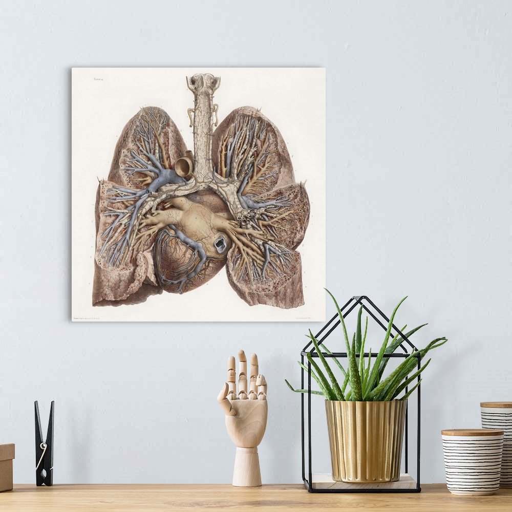 A bohemian room featuring Heart and lungs, historical illustration. 19th Century hand coloured lithographic print showing t...
