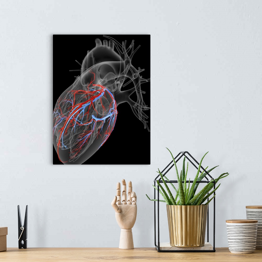 A bohemian room featuring Computer artwork of the heart, emphasizing the coronary arteries (red) and veins (blue).
