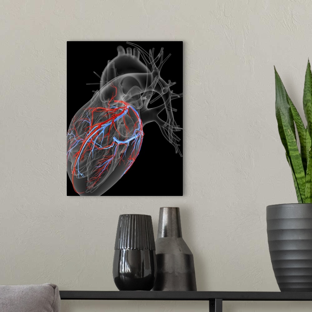 A modern room featuring Computer artwork of the heart, emphasizing the coronary arteries (red) and veins (blue).
